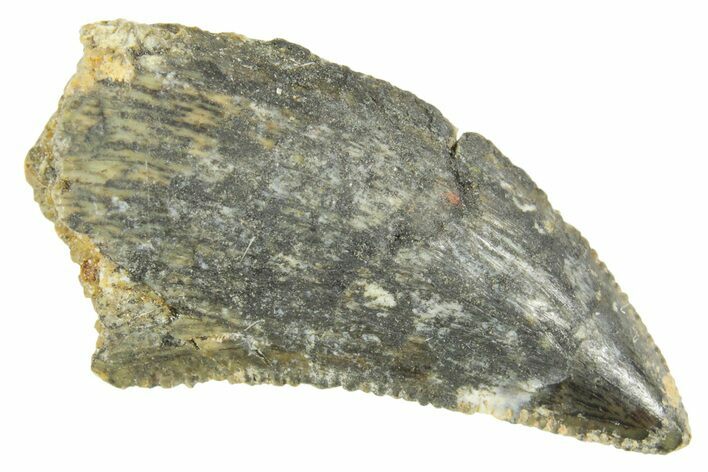 Serrated Raptor Tooth - Real Dinosaur Tooth #364731